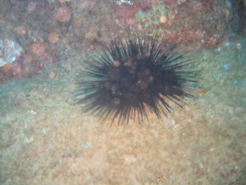 Black spikey sea urchin