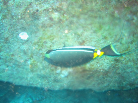 Another cool double tail-fin fish