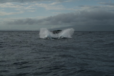 Big splash from the humpback whale