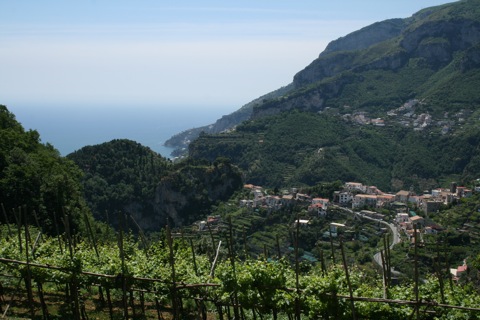Vineyards looking down from Ravello