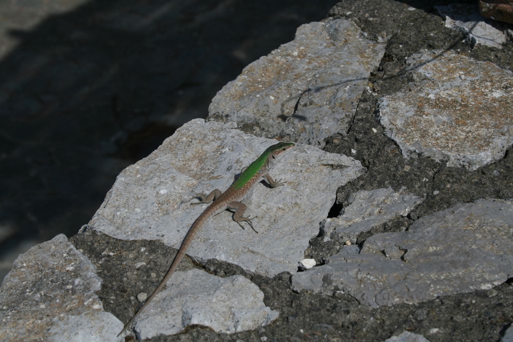 Lizard