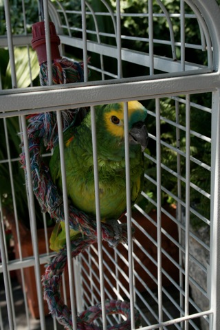 Parrot at the hotel