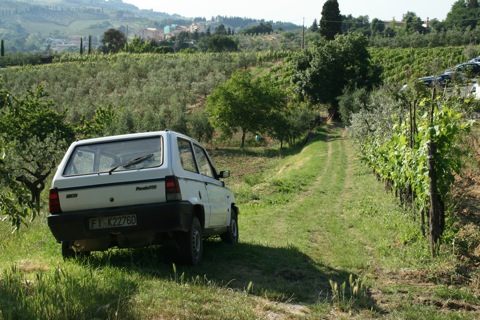 Fiat next to vineyard