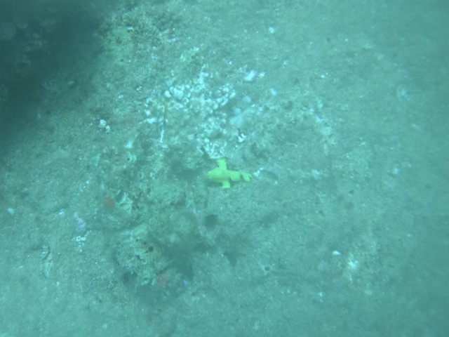 Juvenile Frogfish
