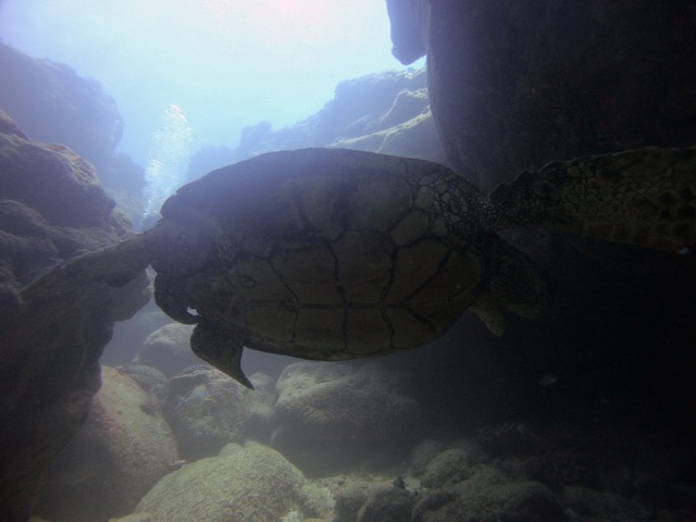 Turtle belly