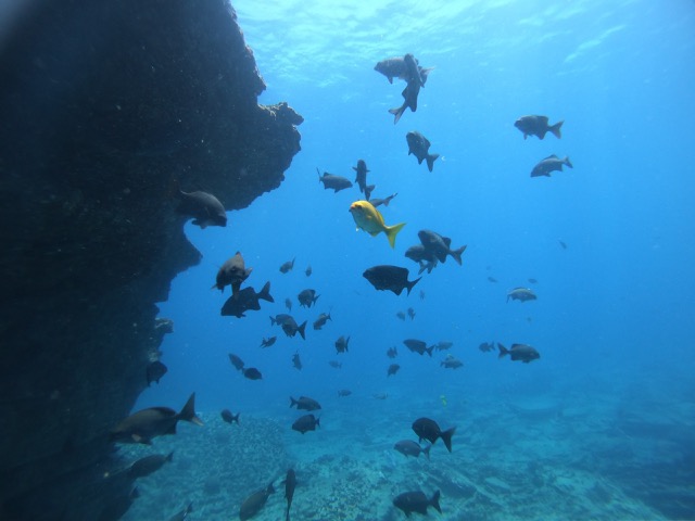 Yellow Tang
