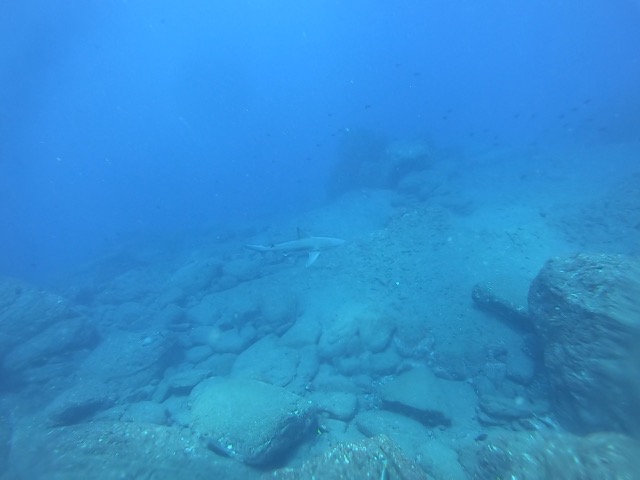 Sandbar Shark