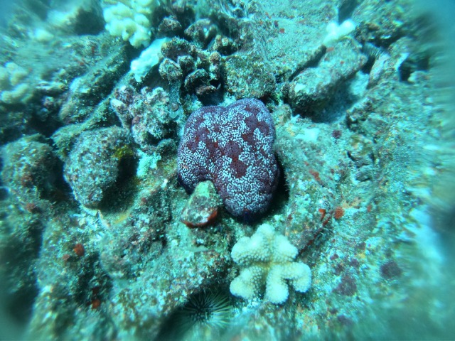 Coral