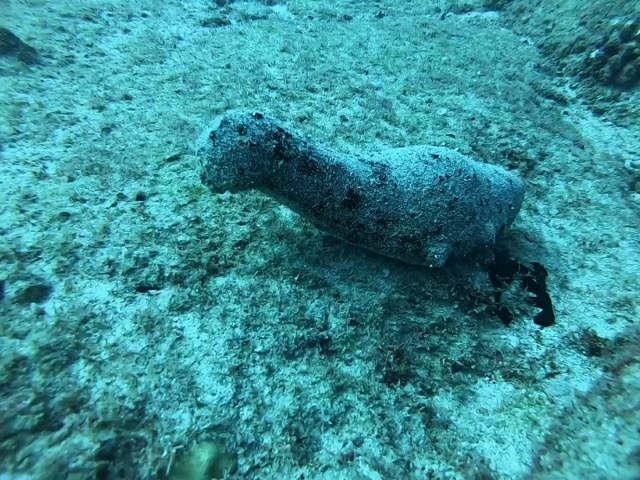 Sea cucumber that looked like the Loch Ness Monster
