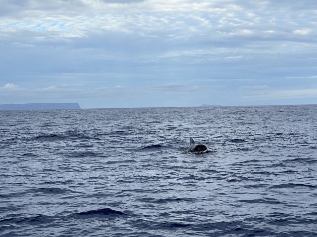 Pilot Whale Surfacing