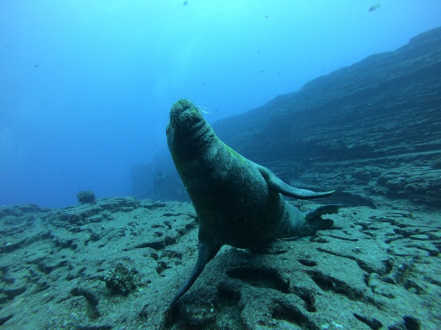 Hawaiian Monk Seal posing