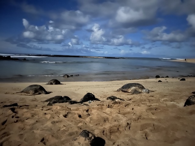 Turtles on Brennecke's Beach at night