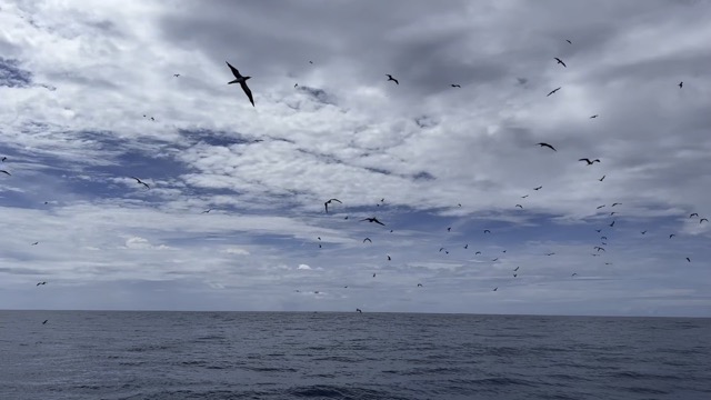 Lots of birds joining us between dives