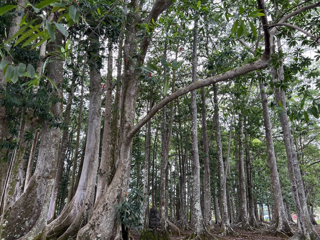 Rudraksha Sacred Forest, planted in 1978 - the seeds from these trees are bright blue with a red center