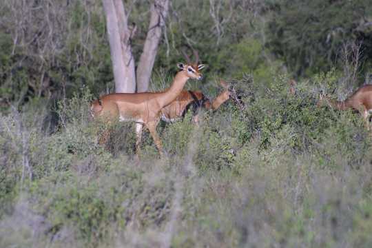 IMG_0259 Gerenuk