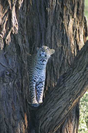 IMG_0479 Leopard