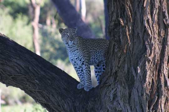 IMG_0482 Leopard