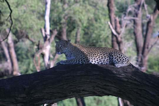 IMG_0499 Leopard