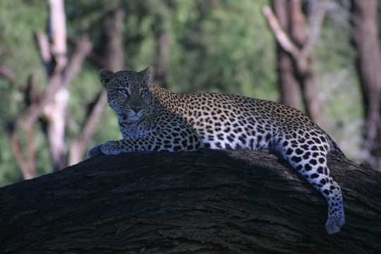 IMG_0506 Leopard