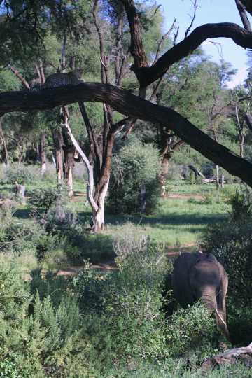 IMG_0525 Leopard with Elephants
