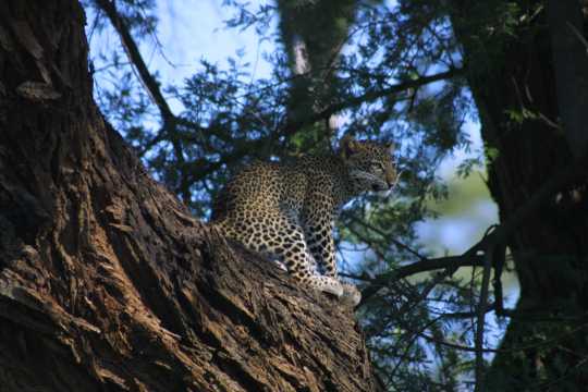 IMG_0537 Leopard Cub