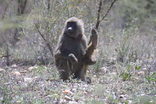 IMG_0552 Baboon wave