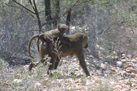 IMG_0556 Baboon mom