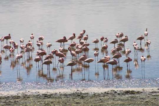 IMG_0674 Pink Flamingo