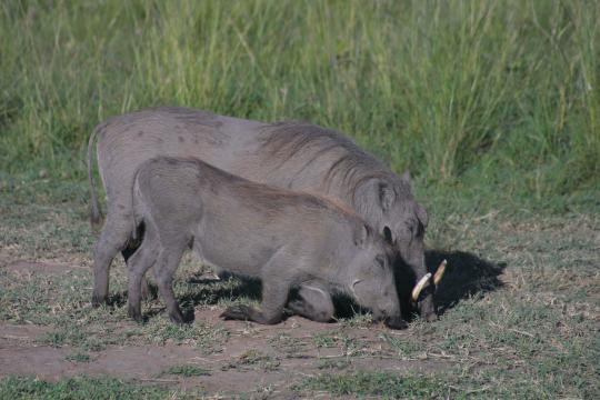 IMG_0734 Warthogs