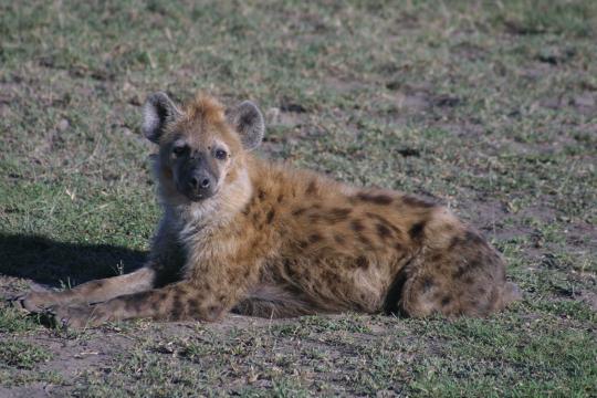 IMG_0749 Spotted Hyena