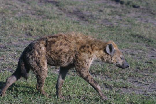 IMG_0754 Spotted Hyena