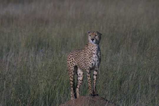 IMG_1070 Cheetah