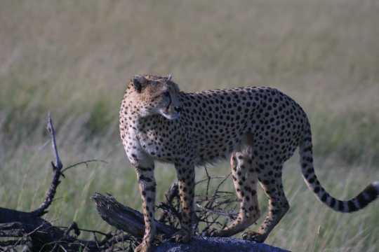 IMG_1085 Cheetah