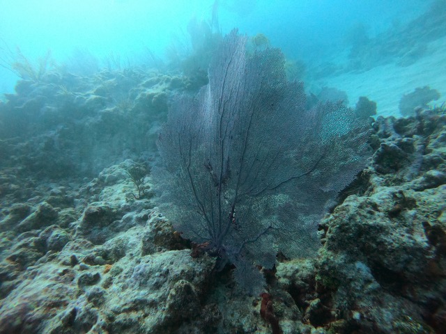 Sea Fan