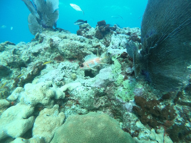 My favorite fish that we saw, the Longspine Squirrelfish (Holocentrus adscensionis)... the spine went up and down as he swam too