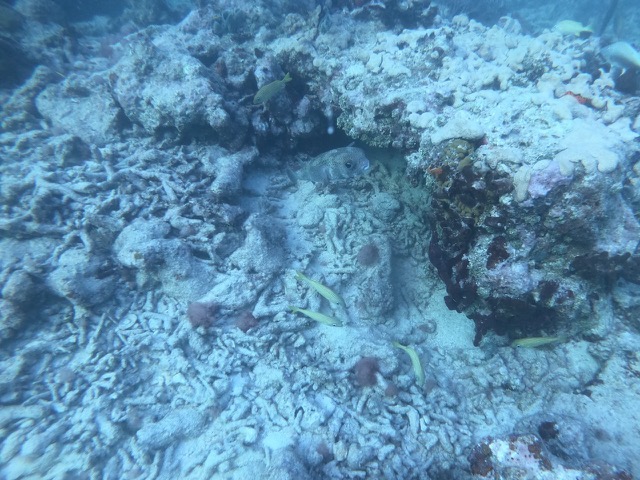 Porcupinefish