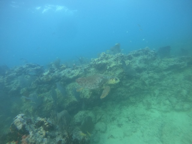 Loggerhead Sea Turtle... really cool!