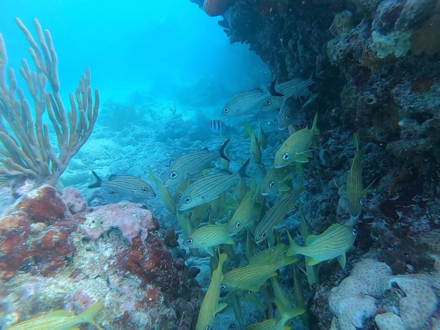 School of French Grunt (Haemulon Flavolineatum) fish hanging out in the coral