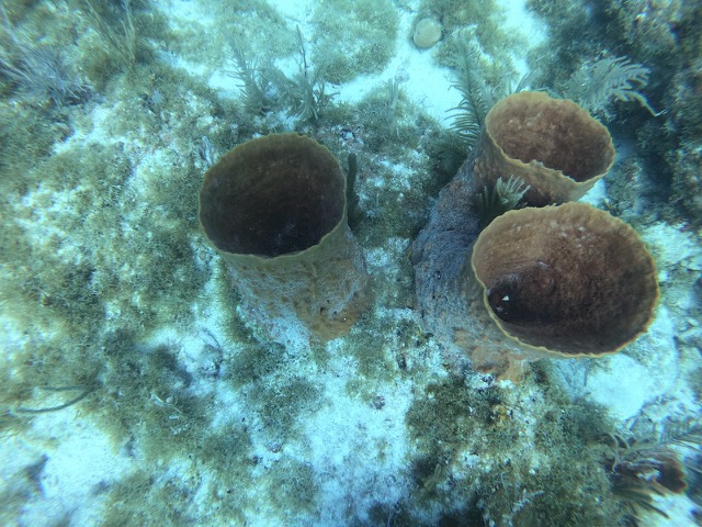 These coral were really cool... they looked like underground pipes