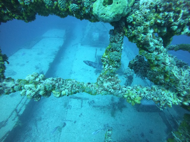 A Great Barracuda keeping eye over the Vandenberg