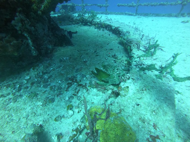 Green Moray Eel