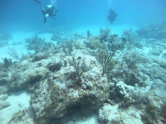 Second dive of the day on a shallow reef