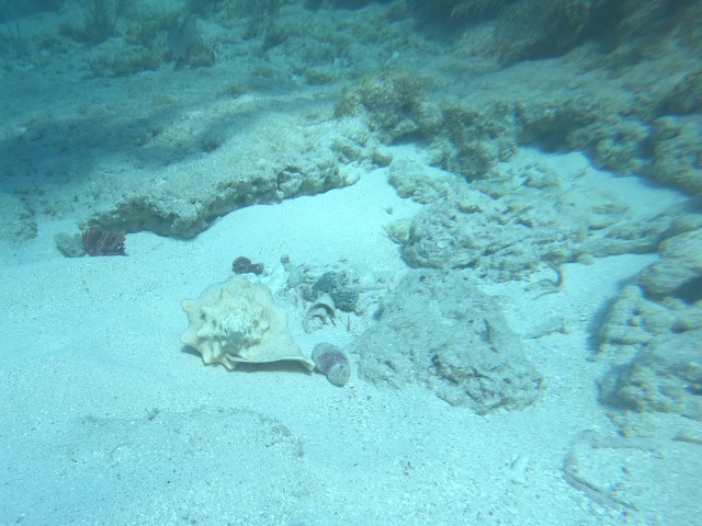 Conch