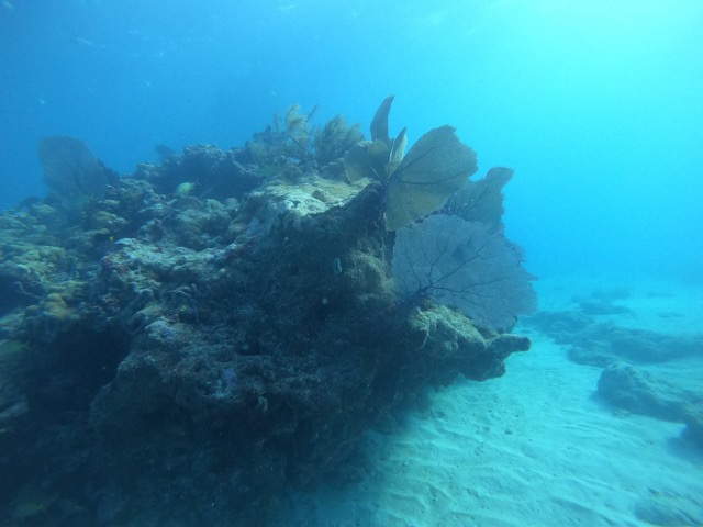 Sea Fans that swayed back and forth with the current