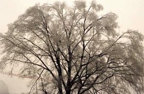 [09-tree-ice.jpg]