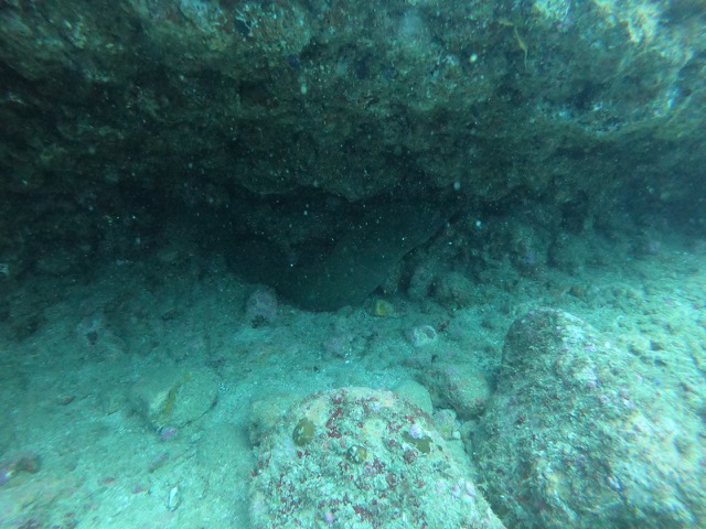 Green Moray Eel