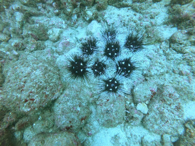 Long-spined sea urchin (Diadema antillarum?)