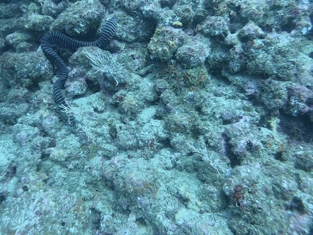 Zebra Moray Eel (Gymnomuraena zebra)