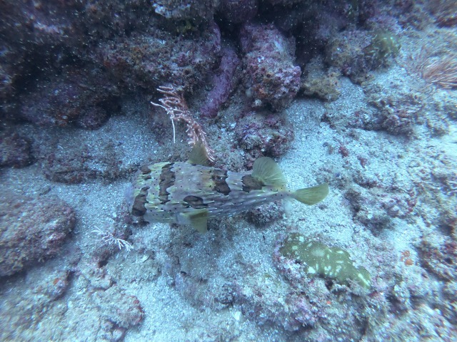 Black-blotched porcupinefish