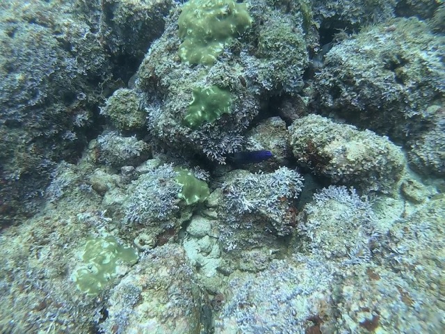 Bright blue fish hiding